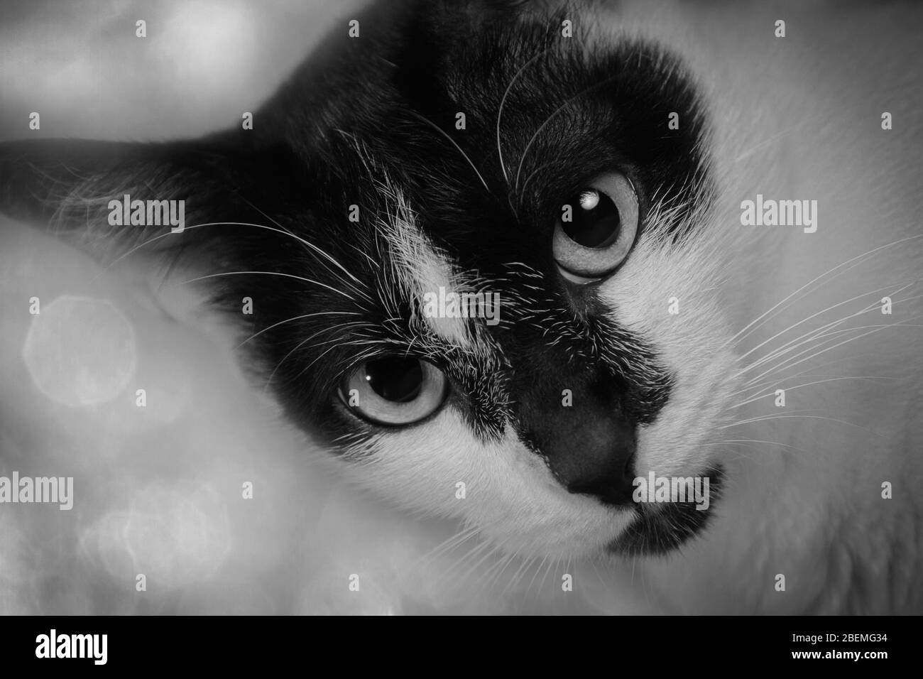 Gros plan chat noir et blanc Banque D'Images