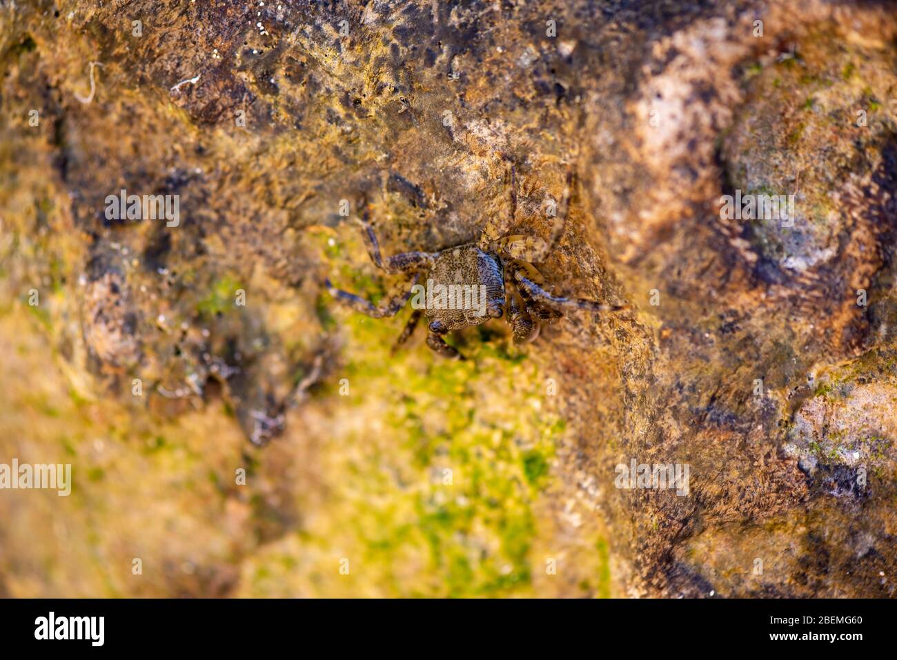 Le crabe se camouflage sur un rocher dans la mer Banque D'Images