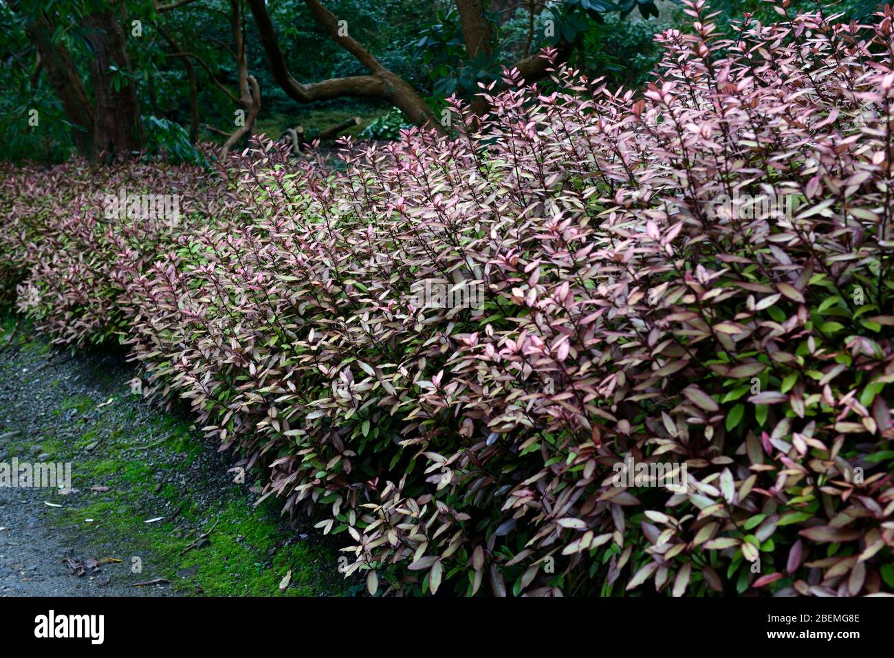 pseudowintera colorata marjorie congreve,feuilles à bordure rose olive,feuilles,vert-vergeoir, arbuste,arbustes,haie,couverture,inhabituel,alternative, poivre syn Banque D'Images