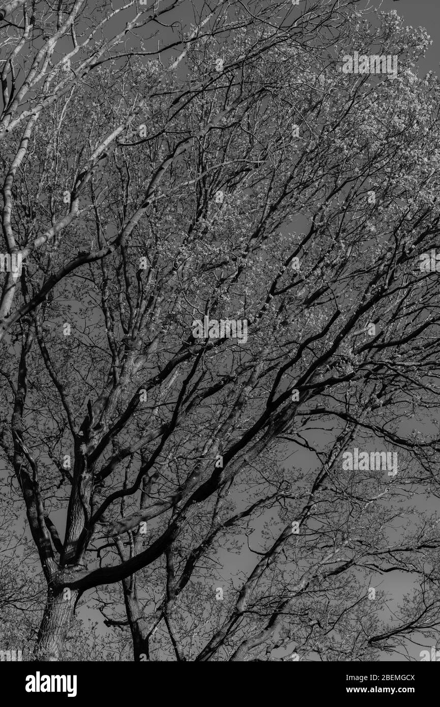 Images infrarouges en noir et blanc des branches supérieures d'un arbre dans la campagne anglaise au printemps. Banque D'Images