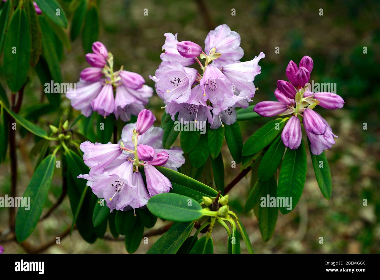 rhododendron davidii,espèces rhododendron,fleurs violettes,floraison,jardin printanier,RM Floral Banque D'Images