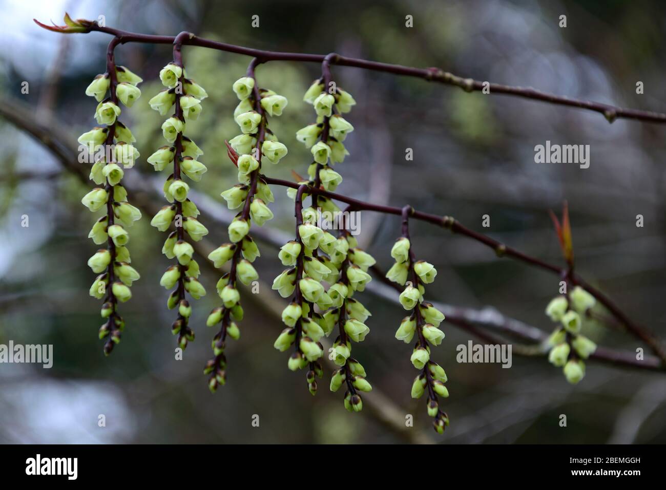 Stachyurus praecox,stachyurus précoce,fleurs en forme de cloche,fleurs jaune pâle,raceme,racémes,jardin printanier,RM Floral Banque D'Images