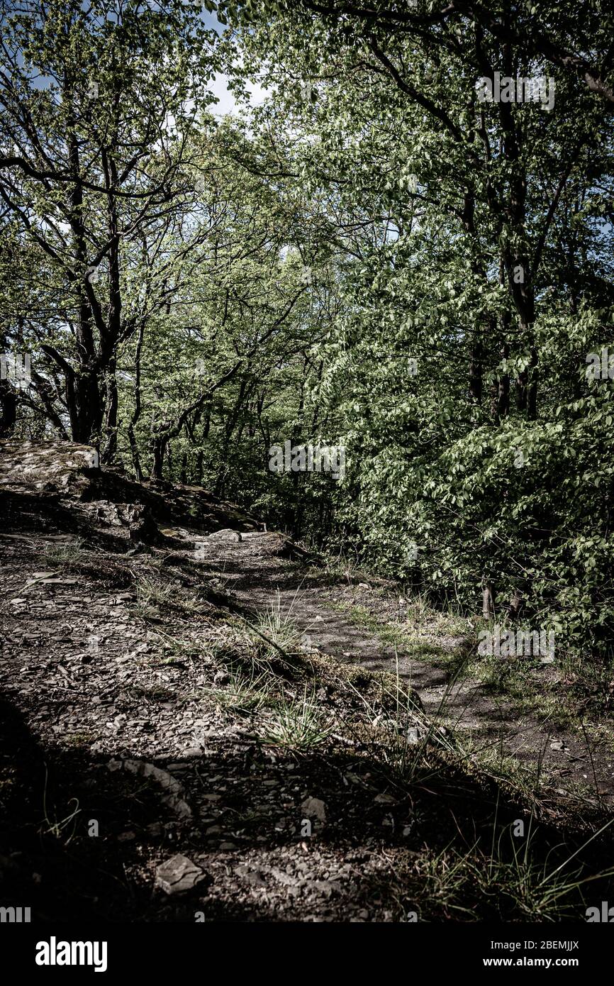 Printemps dans les bois avec la lumière filant les arbres, vallée du Rhin, Allemagne Banque D'Images