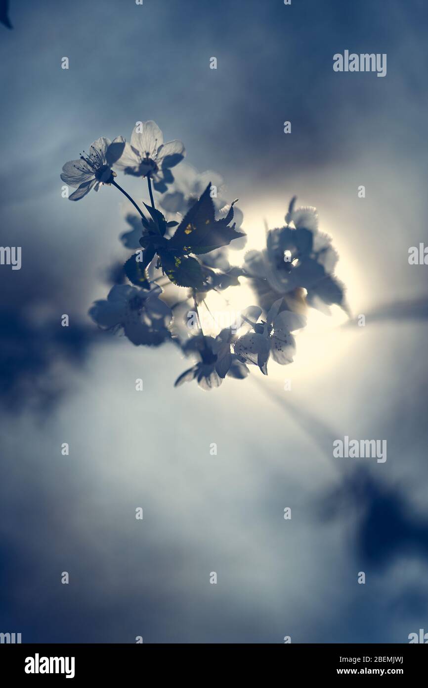 Arbre de fruits de rêve blanc période florissante sur un arbre en face du soleil avec un beau bokeh Banque D'Images