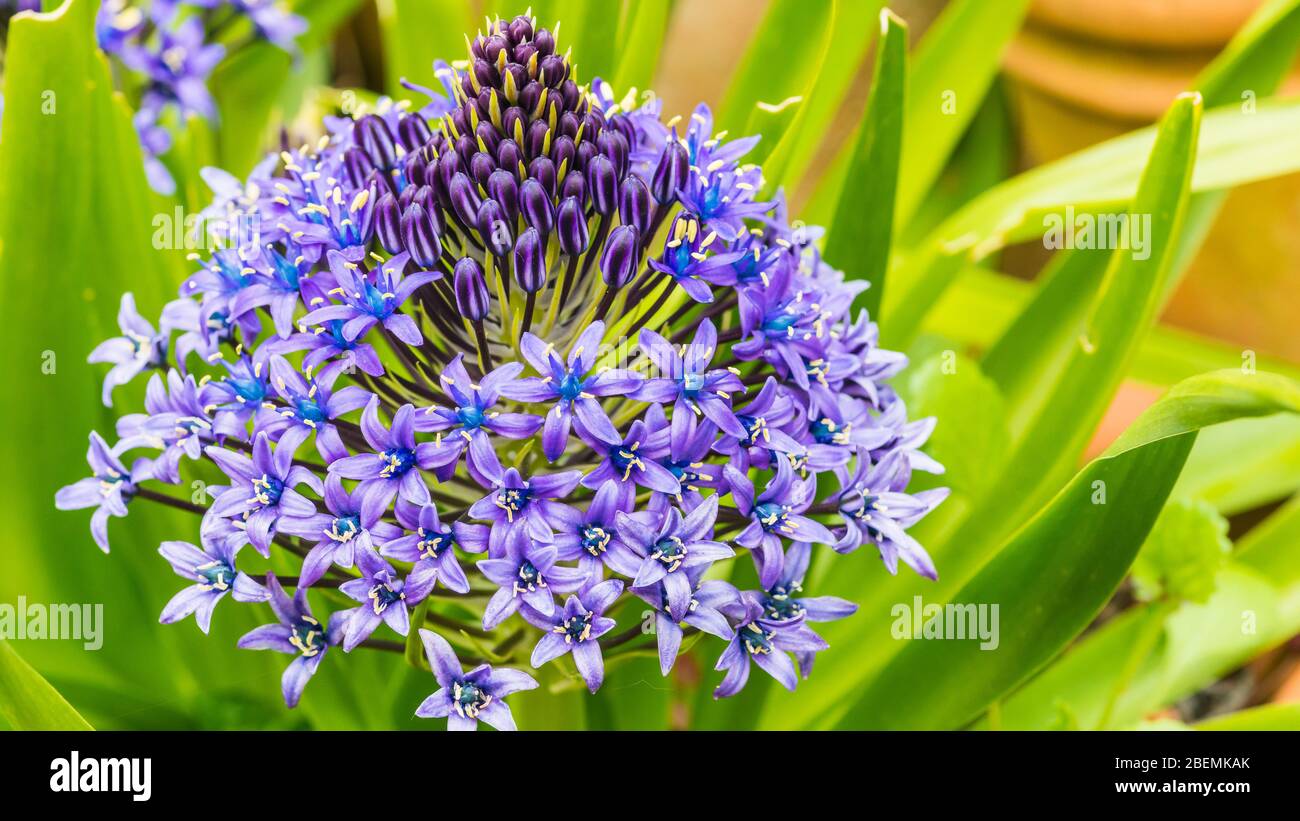 Un plan macro sur la vue de côté d'un portugais squill la floraison. Banque D'Images