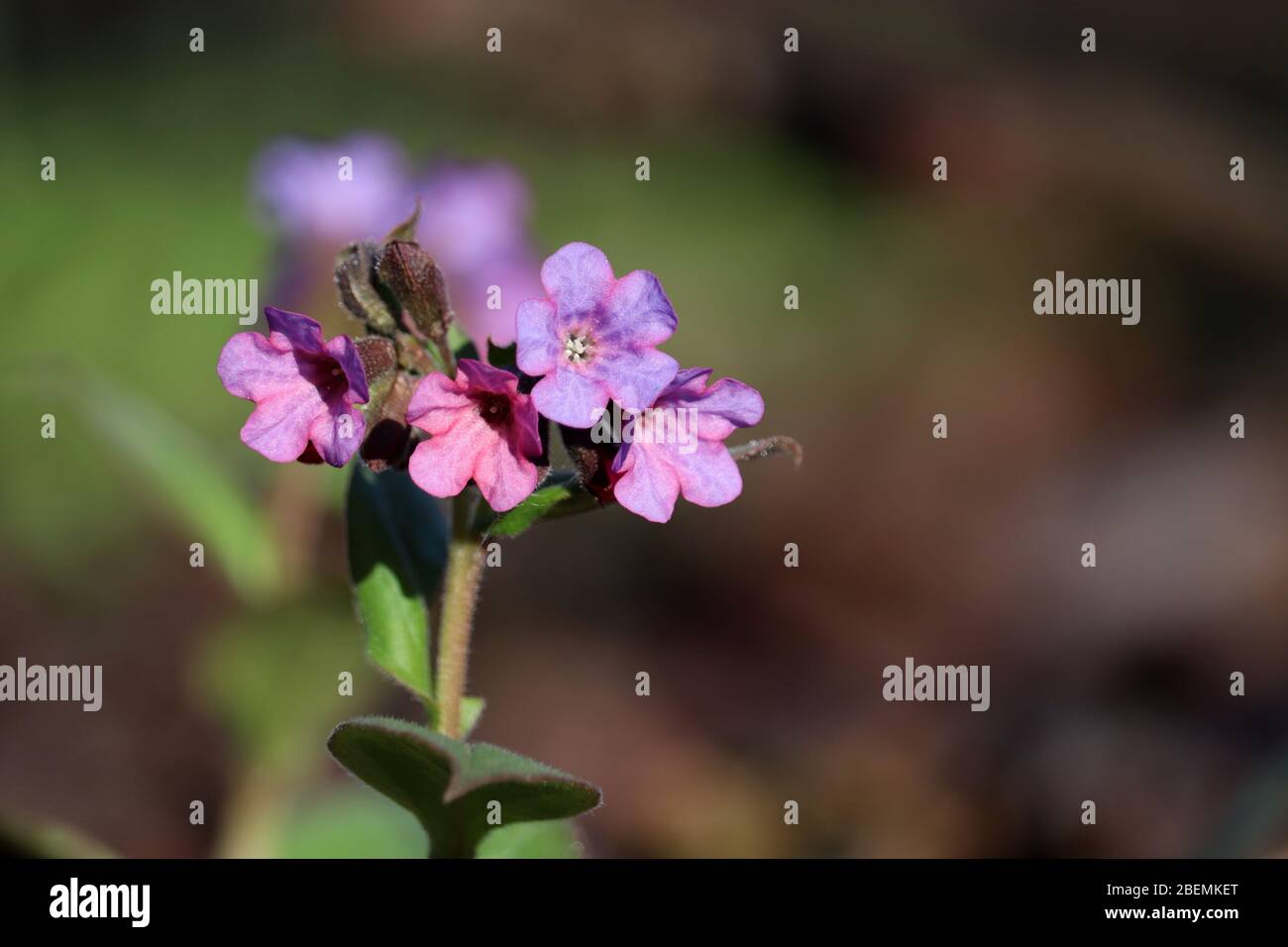 Fleurs de Lungwort dans la forêt printanière. Plante médicinale Pulmonaria officinalis, phytothérapie, couleurs vives de la nature Banque D'Images