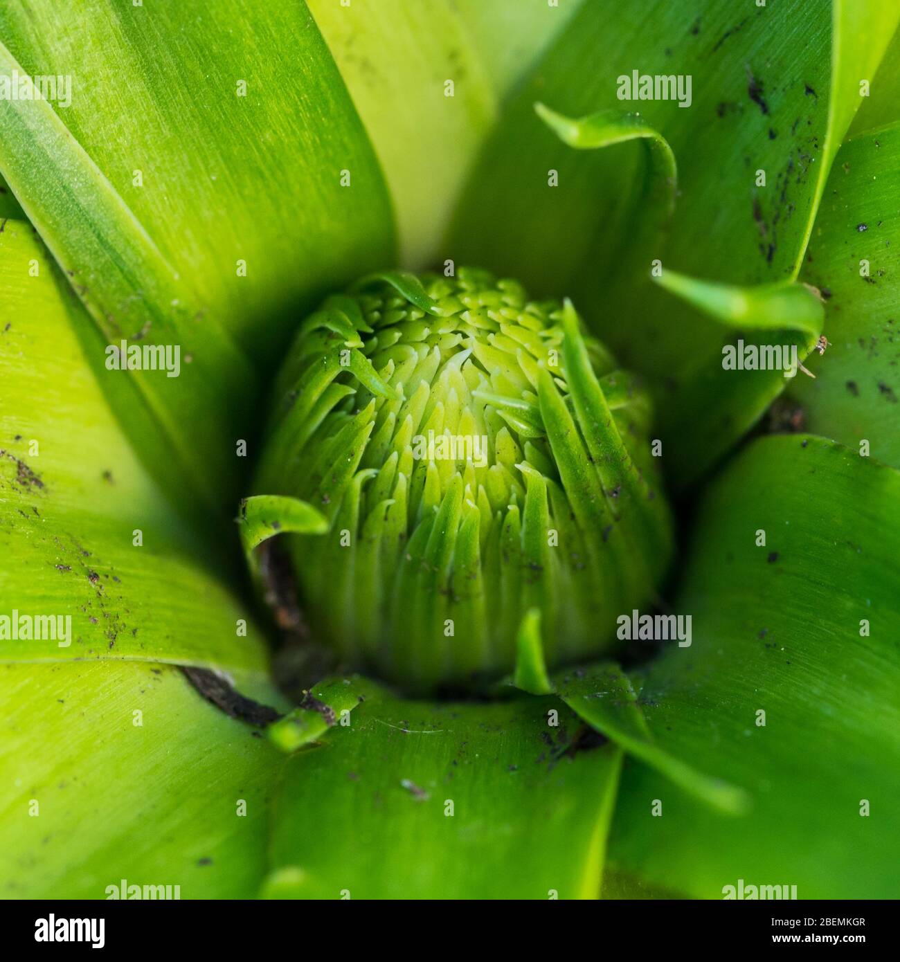 Un gros coup de feu sur le bourgeon d'une plante de squill portugaise. Banque D'Images