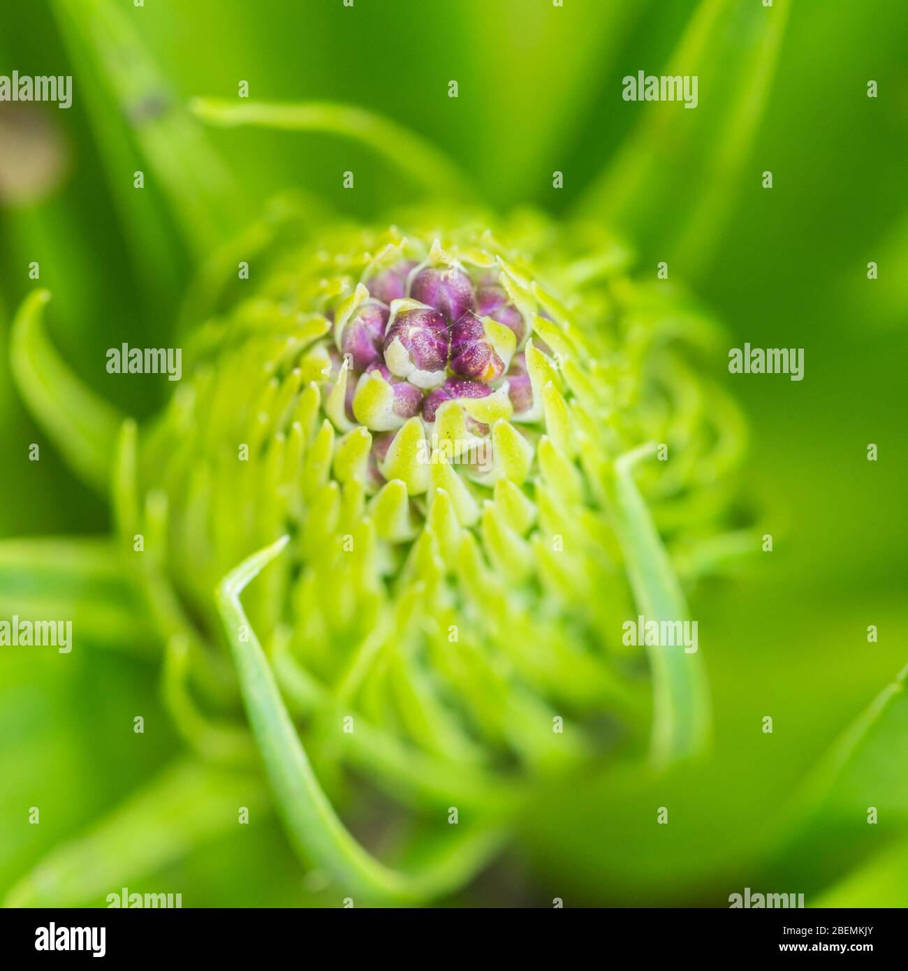 Un plan macro sur un bouton floral squill portugais. Banque D'Images
