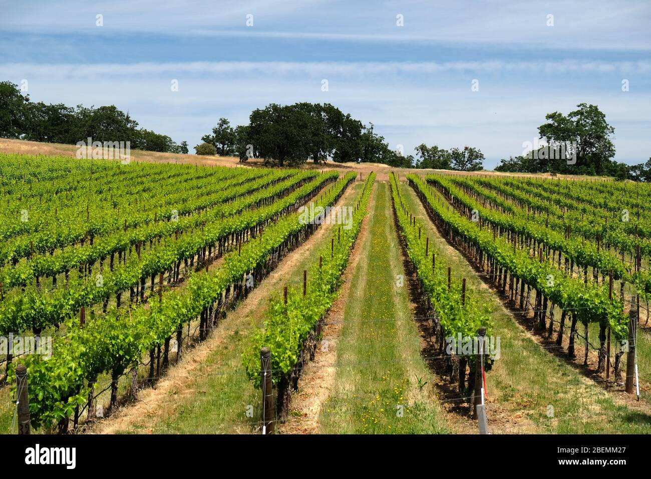 Rangées de vignes de vin dans un vignoble AVA de Rogue Valley dans le sud de l'Oregon près des paysages de Medford Banque D'Images