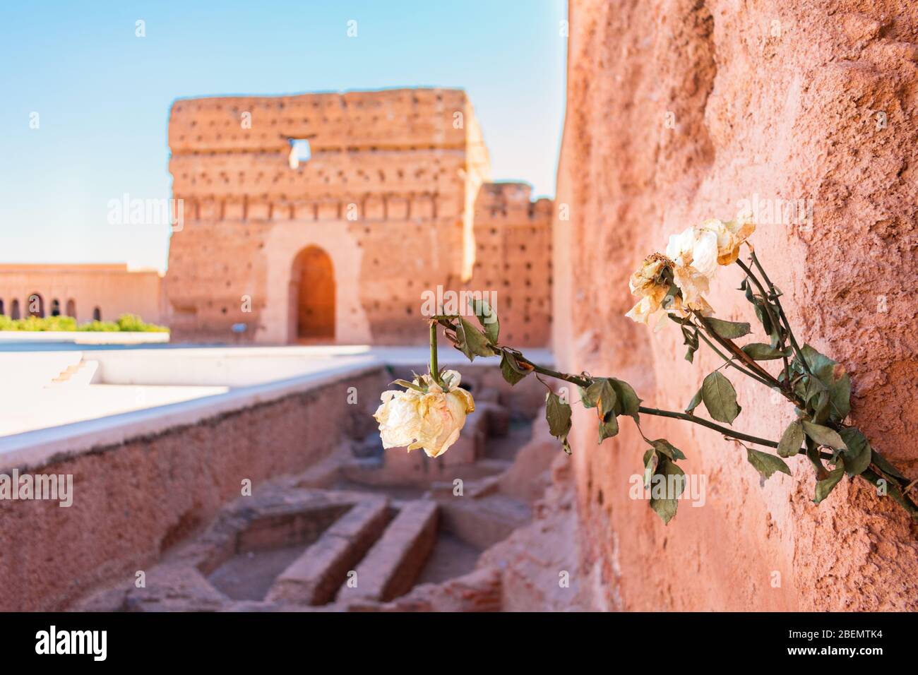 Pendu la Rose blanche morte au Palais El Badi de Marrakech Maroc Banque D'Images