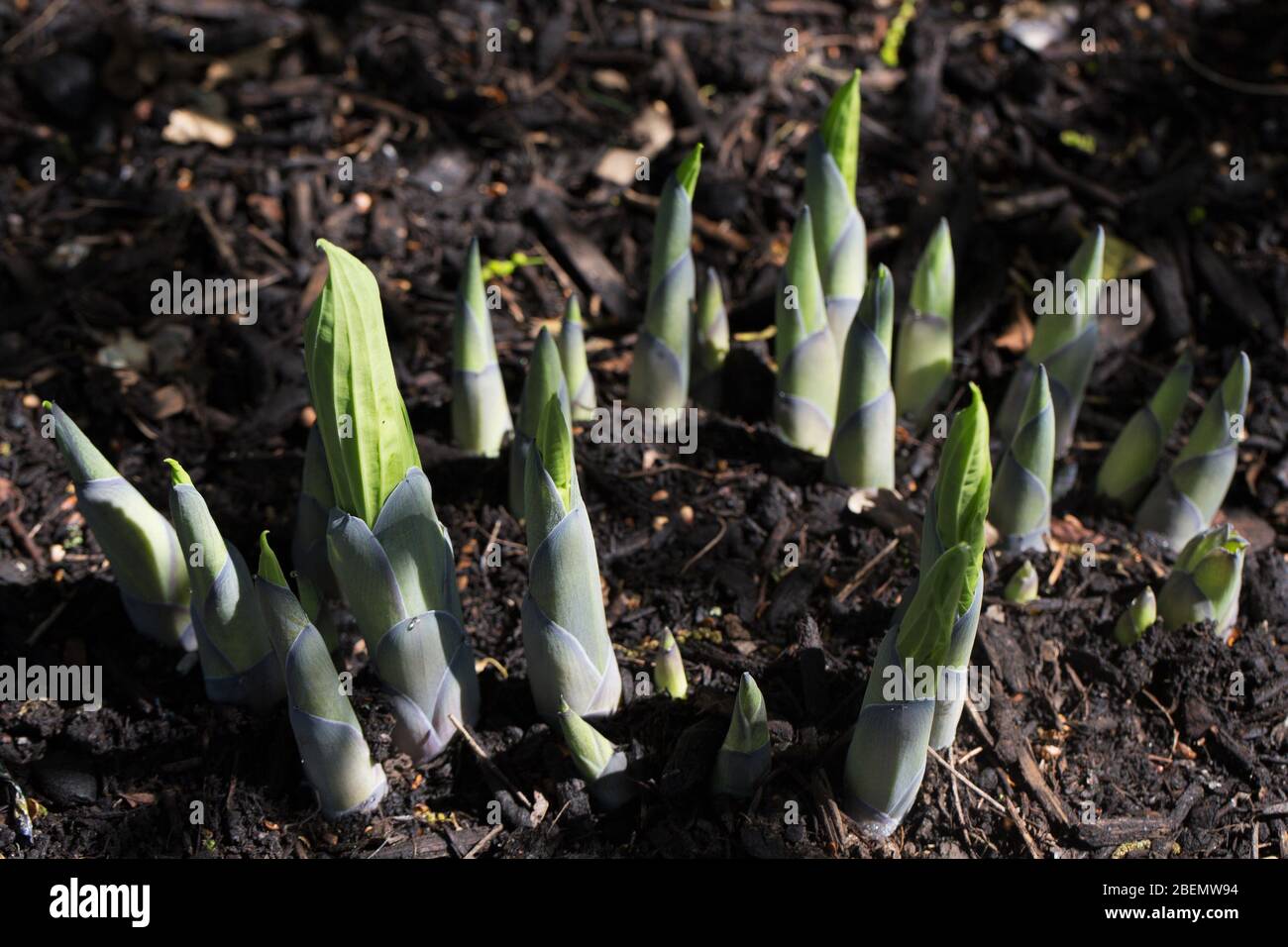 Des pousses de Hosta 'Princess Anastasia' arrivent. Banque D'Images