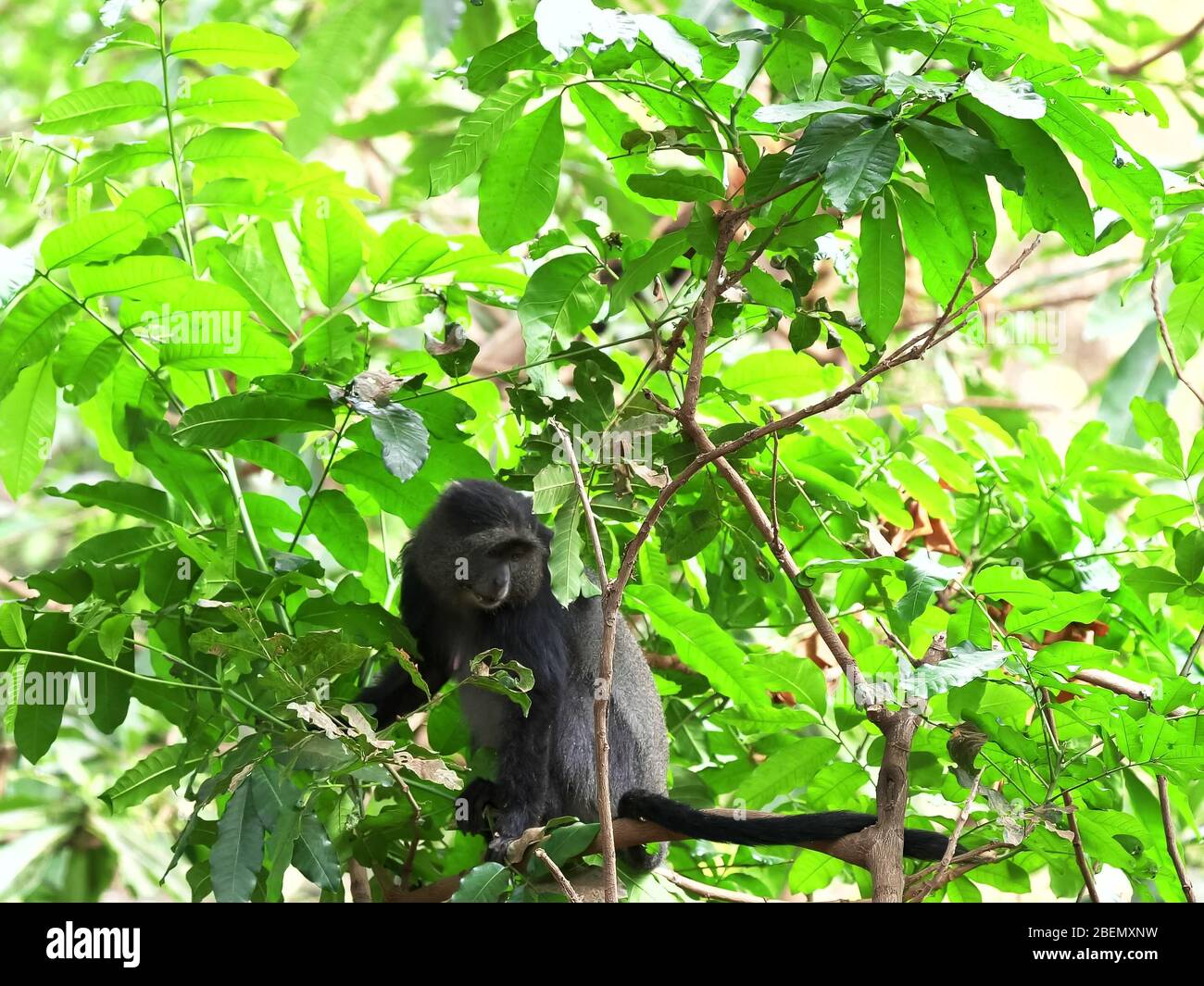 singe bleu féminin dans l'arbre au lac manyara Banque D'Images