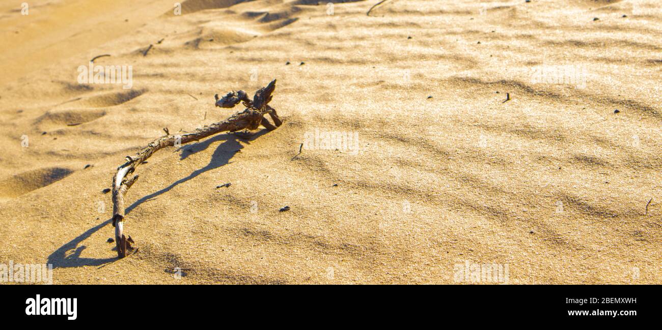 Vagues de sable dans le désert. Buissons dans le sable. Bâtons dans le sable. Kharkiv, Ukraine. Nature ukrainienne. Paysage désert. Banque D'Images