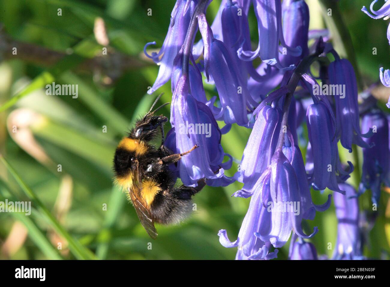 Atterrissage de bourdons sur bluebell pour recueillir le pollen. Le nectar est recueilli pour le nid d'abeilles et pour la nourriture. Banque D'Images