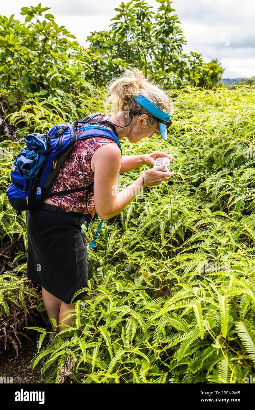 Une femme prenant des photos le long de la piste Alakai dans le parc d'état de Koke'e, Kauai, Hawaï, États-Unis. Banque D'Images