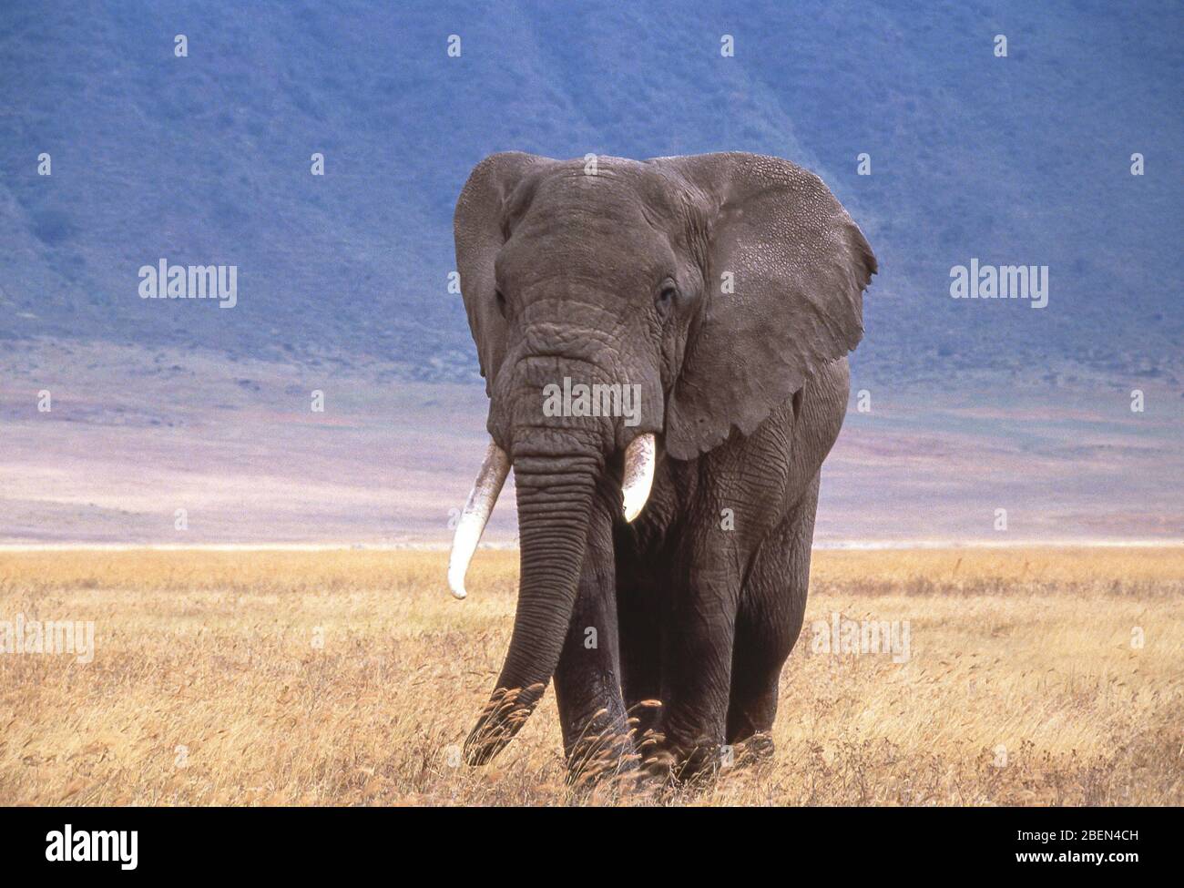 Éléphant de brousse africain dans le cratère de Ngorongoro, l'aire de conservation de Ngorongoro, région d'Arusha, République-Unie de Tanzanie Banque D'Images