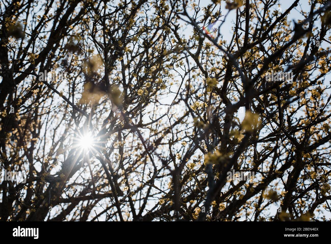 le soleil se haie dans les arbres le jour du printemps Banque D'Images