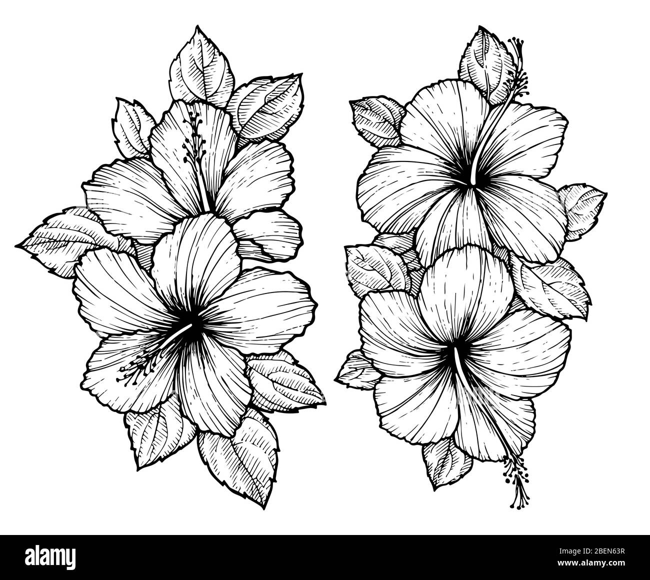 Bouquet de fleurs d'hibiscus tropical dessiné à la main avec feuilles. Esquissez des fleurs sur fond blanc. Fleurs exotiques, style gravure pour textile, dénig de surface Illustration de Vecteur
