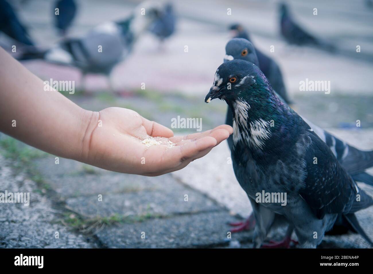 noir et blanc (columba livia domestica ) pigeon oiseau se nourrissant dans le fond flou de la main Banque D'Images