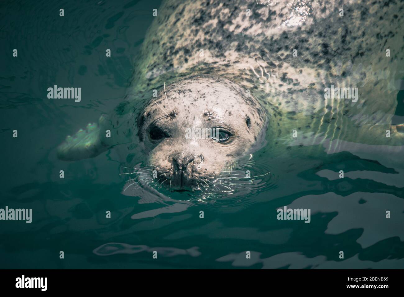 Pacific Harbour Seal attendant le poisson dans la marina d'Oak Bay Banque D'Images