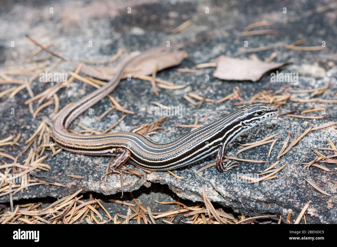 Scinque à queue de cuivre au soleil sur la roche de grès Banque D'Images