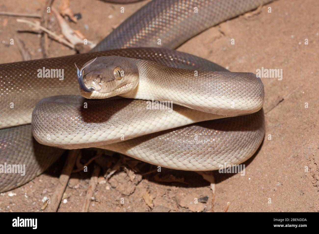 Olive Python en position de frappe Banque D'Images