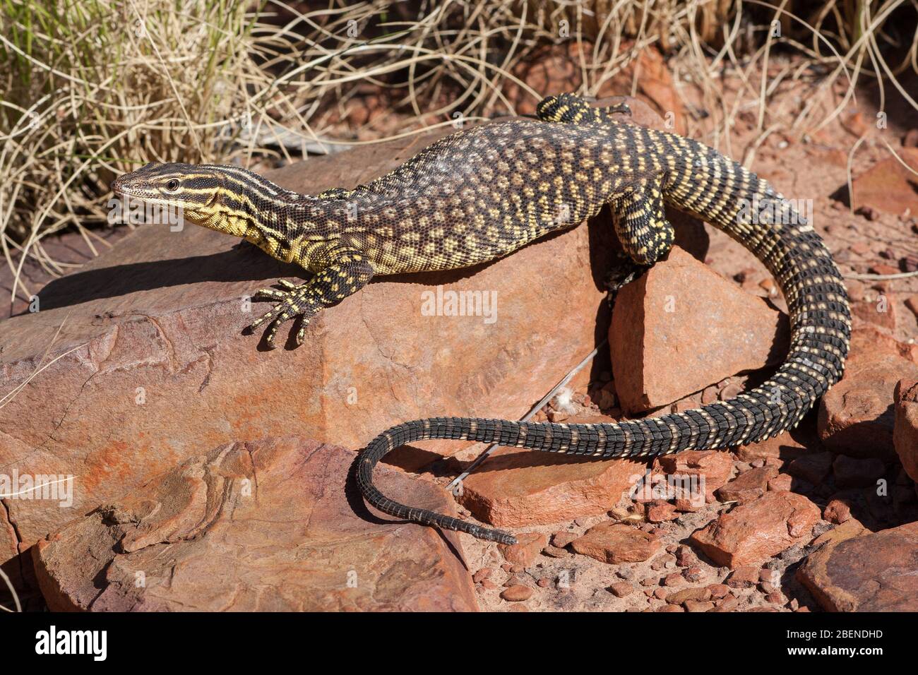 Northern Ridge Tailed Monitor Spiny tailed monitor Banque de photographies et d’images à haute ...