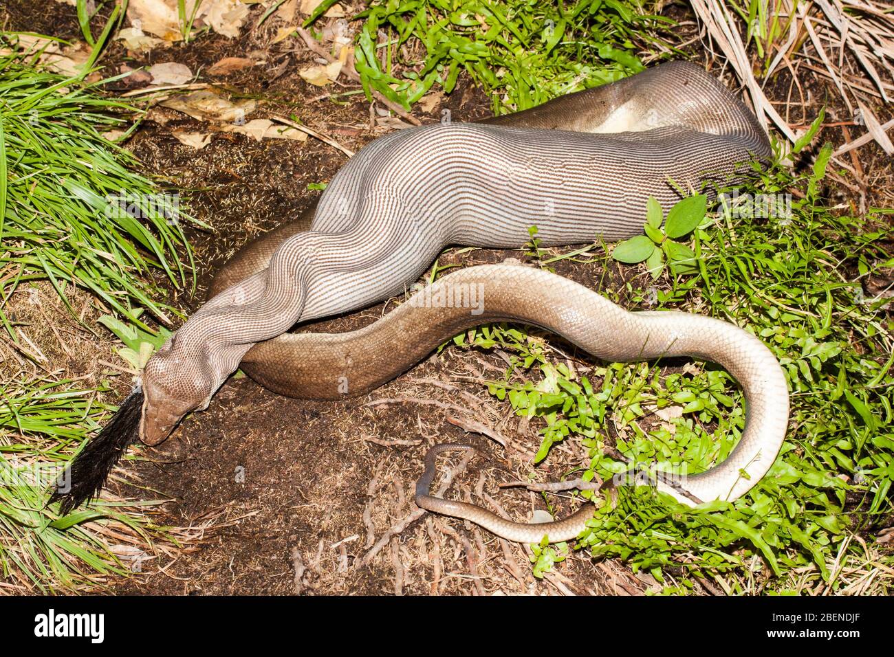 Python Olive se nourrit de Rock Wallaby Banque D'Images