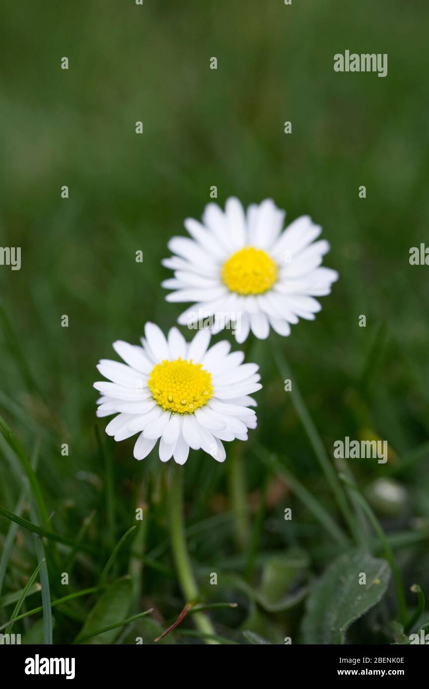 Bellis perennis. Marguerites dans l'herbe. Banque D'Images