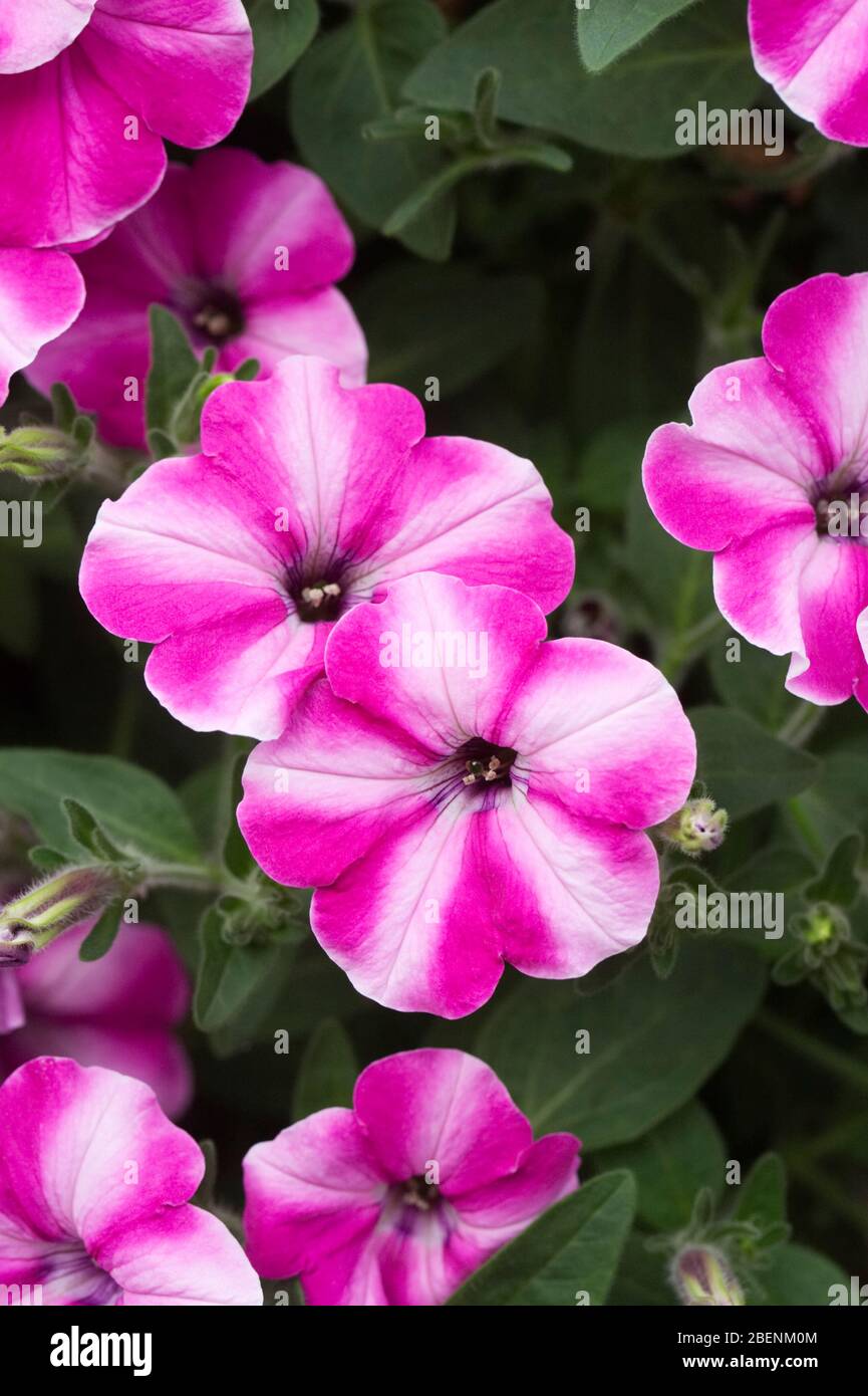 Fleurs Petunia 'Raspberry Star'. Banque D'Images