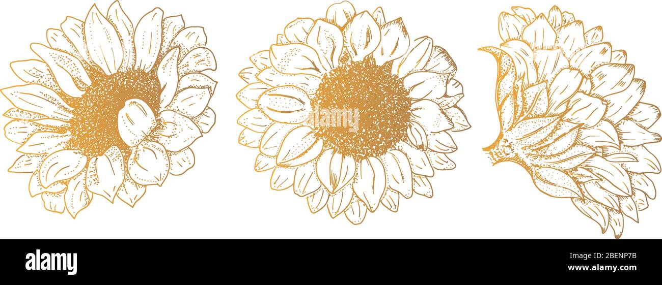 Tournesol vectoriel, jeu dessiné à la main, éléments de conception adaptés à l'estampage à chaud Illustration de Vecteur