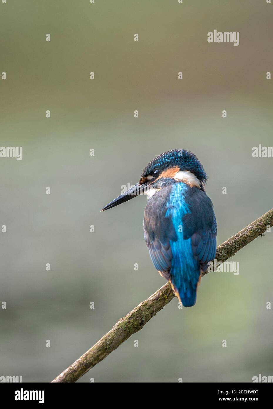 Alcedo Kingfisher commun atthis Banque D'Images