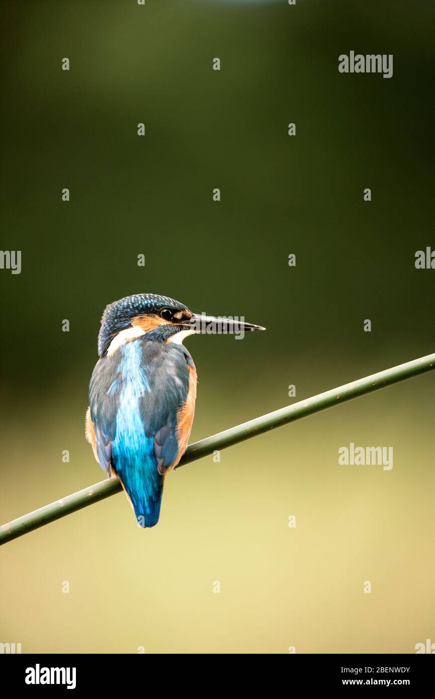 Alcedo Kingfisher commun atthis Banque D'Images