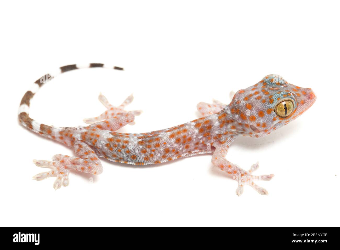 Tokay Gecko (Gekko gecko) isolé sur fond blanc. Banque D'Images