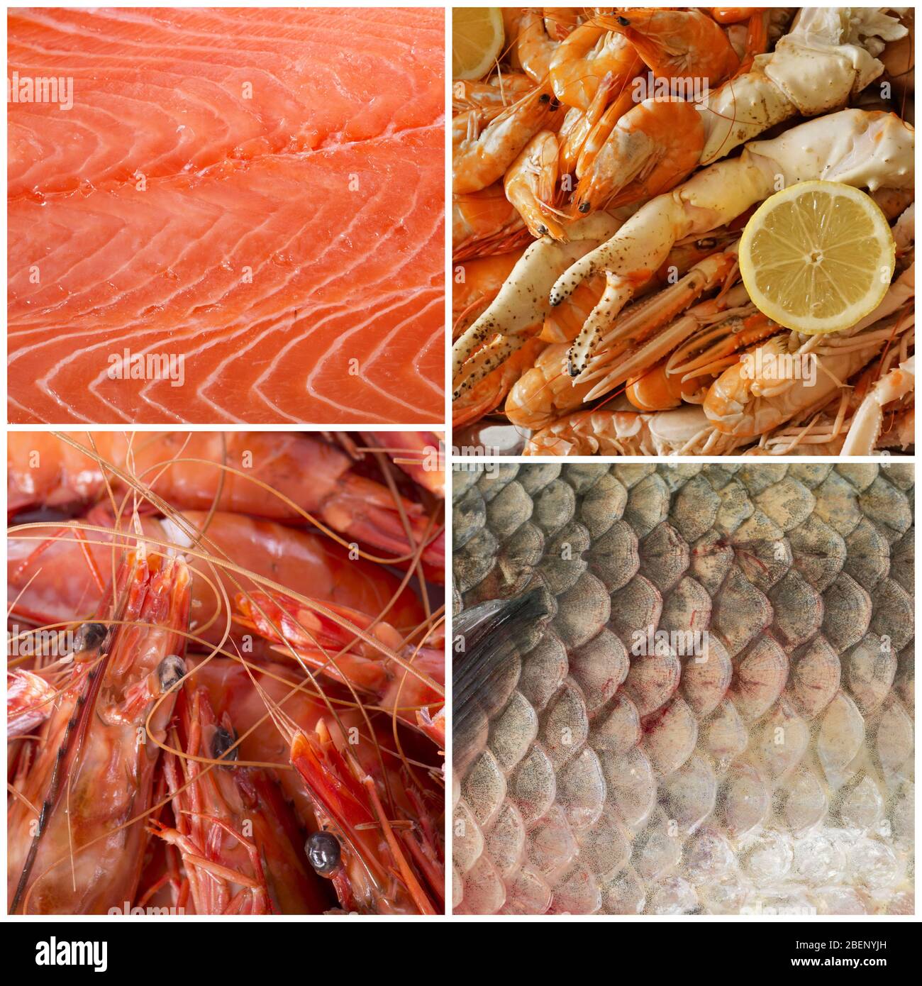 photo composite de fruits de mer devant un fond blanc Banque D'Images