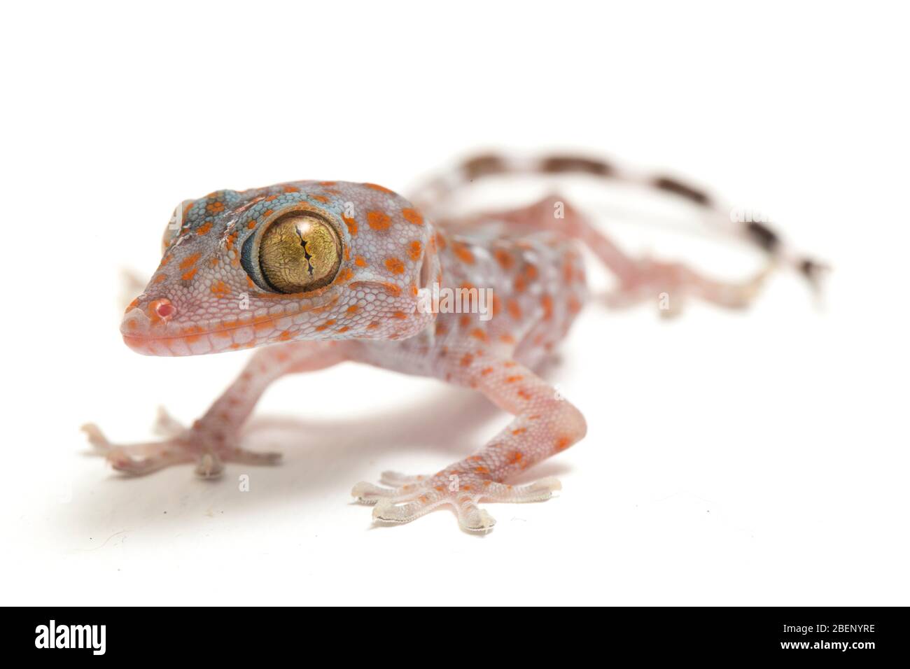 Tokay Gecko (Gekko gecko) isolé sur fond blanc. Banque D'Images