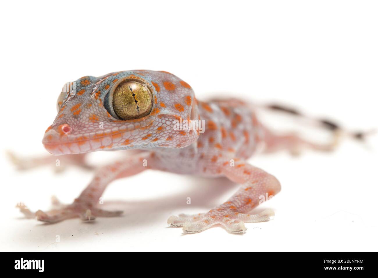 Tokay Gecko (Gekko gecko) isolé sur fond blanc. Banque D'Images