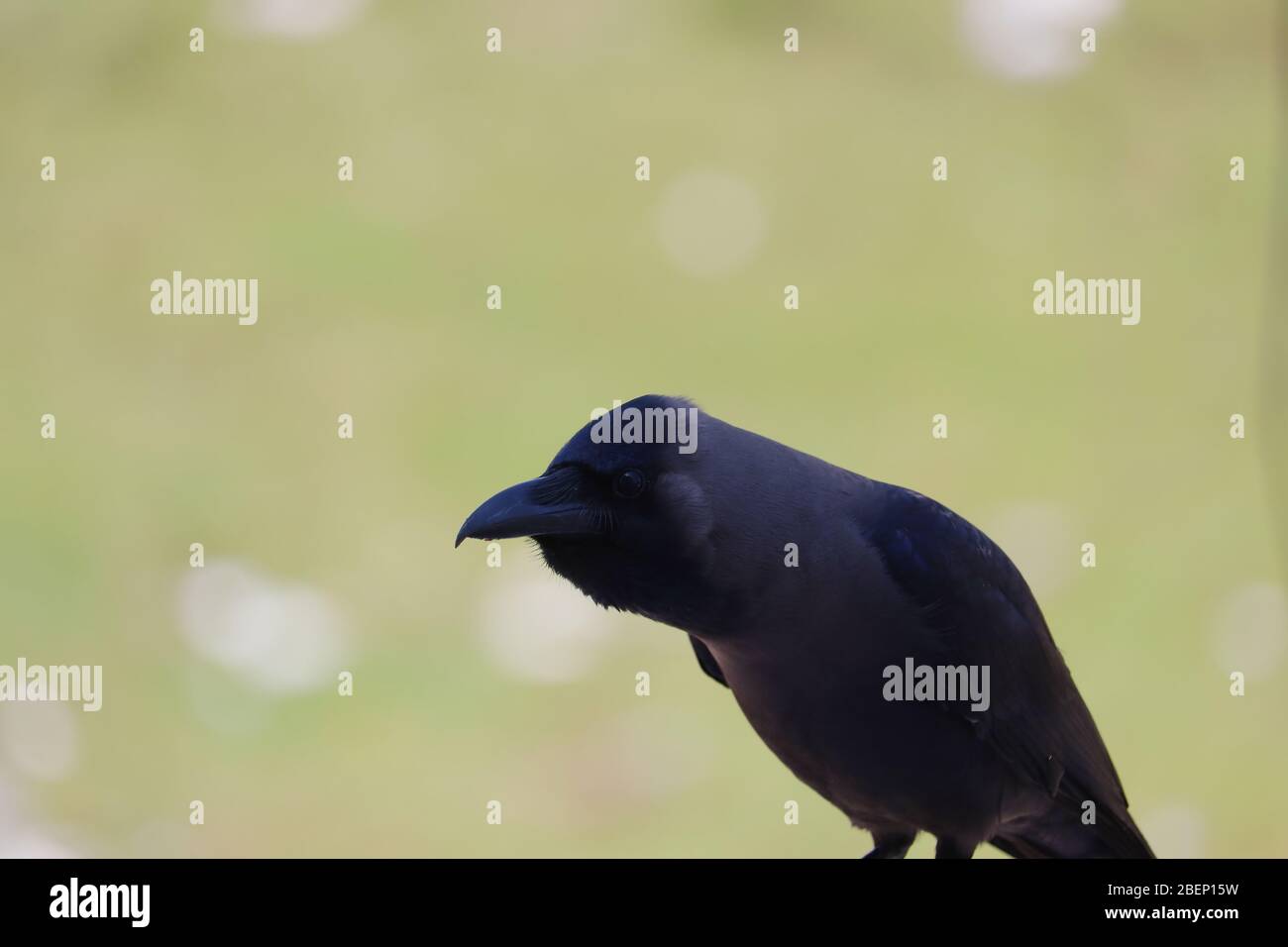 gros plan de corneille grise (corneille de maison) sur fond flou, observation des oiseaux, Banque D'Images