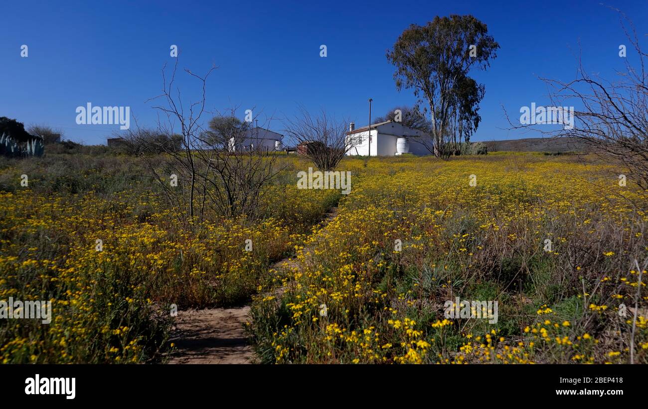 Des fleurs sauvages naturelles s'affichent près de Nieuwoudtville, au nord du Cap, en Afrique du Sud Banque D'Images