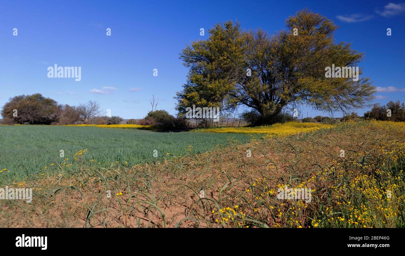 Des fleurs sauvages naturelles s'affichent près de Nieuwoudtville, au nord du Cap, en Afrique du Sud Banque D'Images