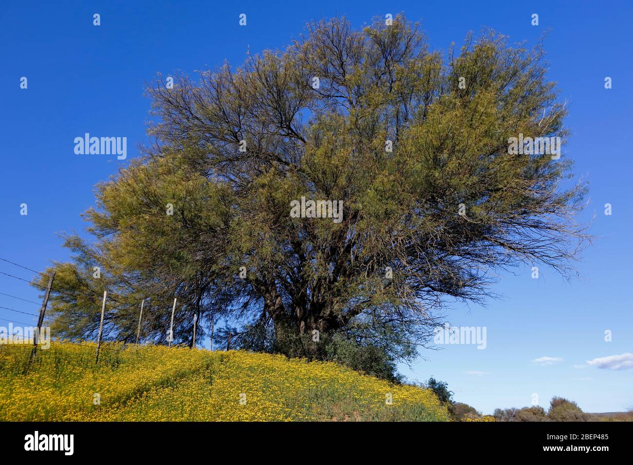 Des fleurs sauvages naturelles s'affichent près de Nieuwoudtville, au nord du Cap, en Afrique du Sud Banque D'Images