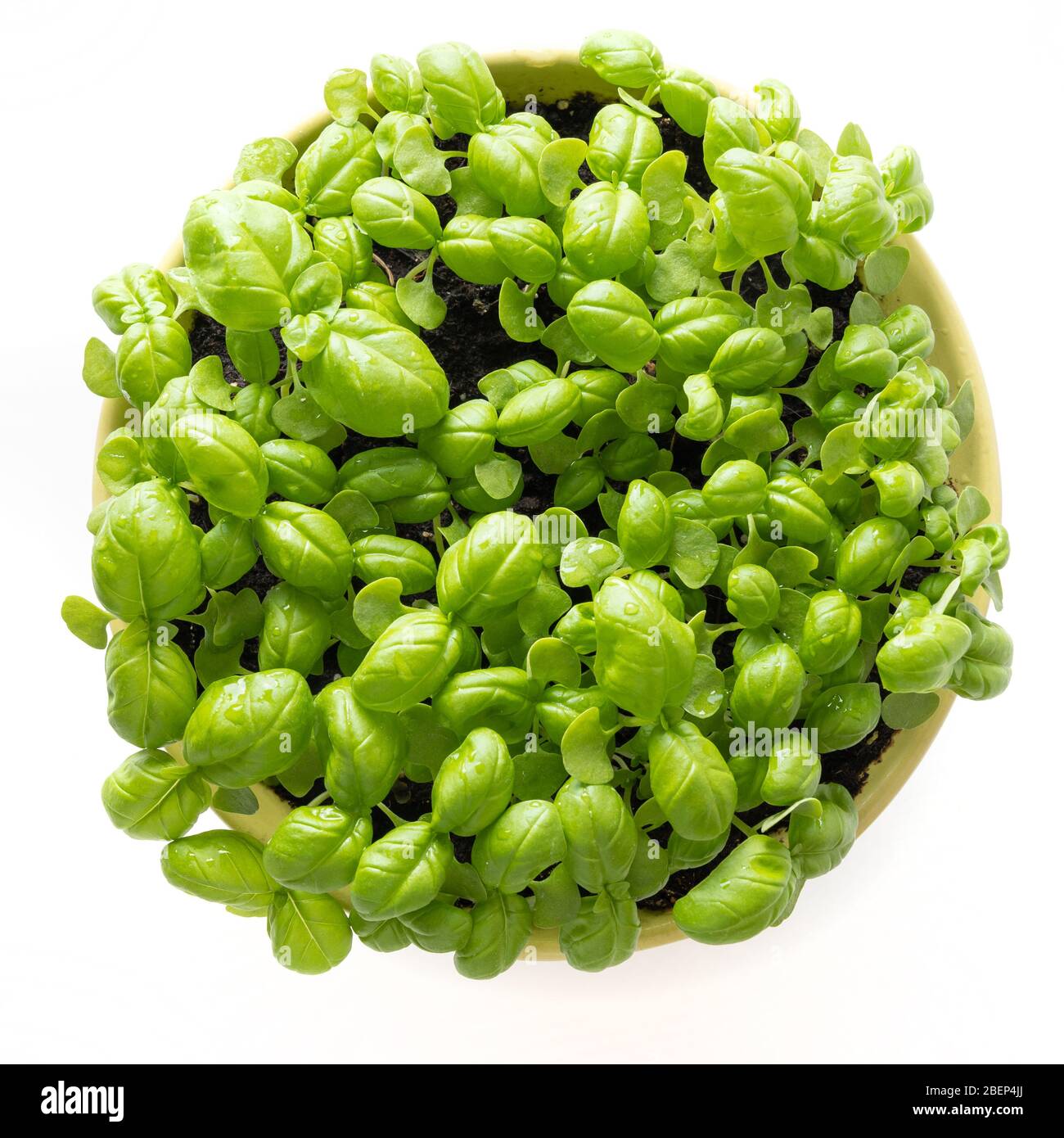 Graines de basilic épiquées microgreens en pot blanc. Vue de dessus. Concept Vegan et saine alimentation. Germination des graines à la maison. Épices italiennes. Banque D'Images