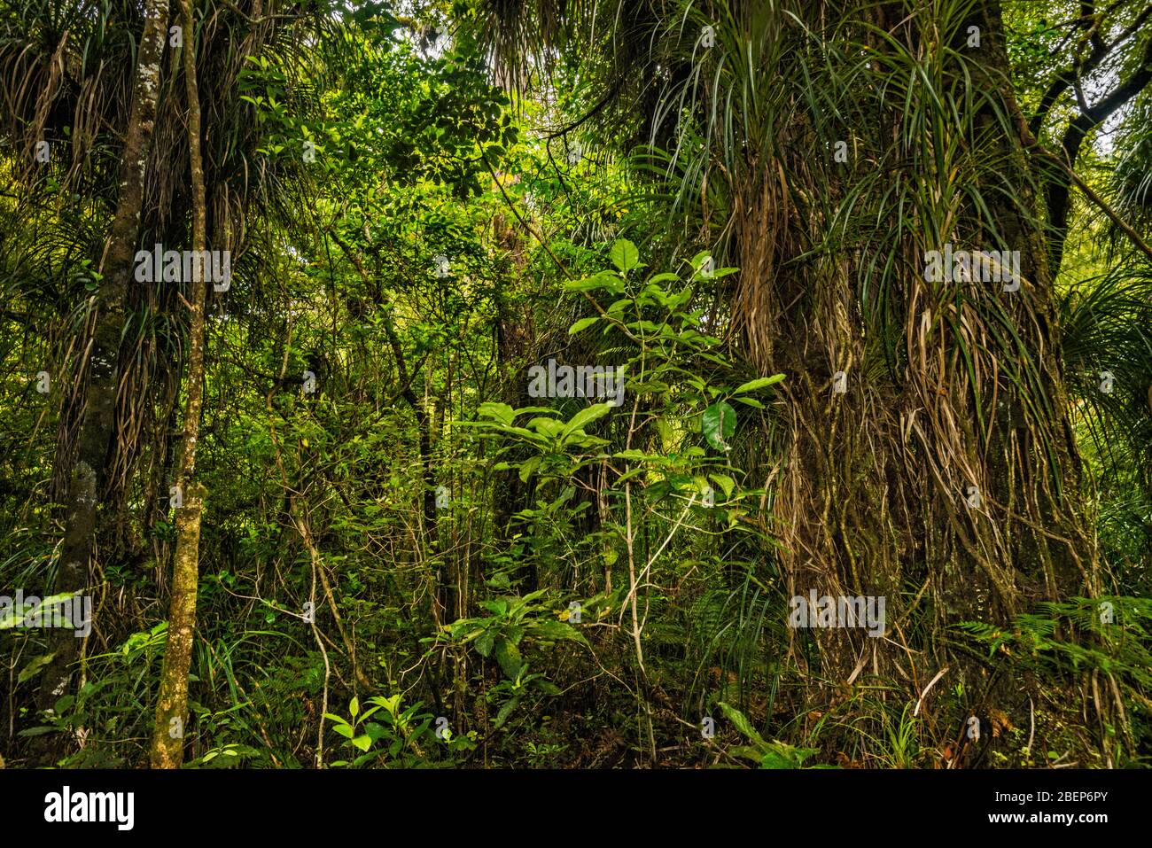 Arbres de Kauri, forêt de Waipoua, côte de Kauri, région de Northland, Île du Nord, Nouvelle-Zélande Banque D'Images