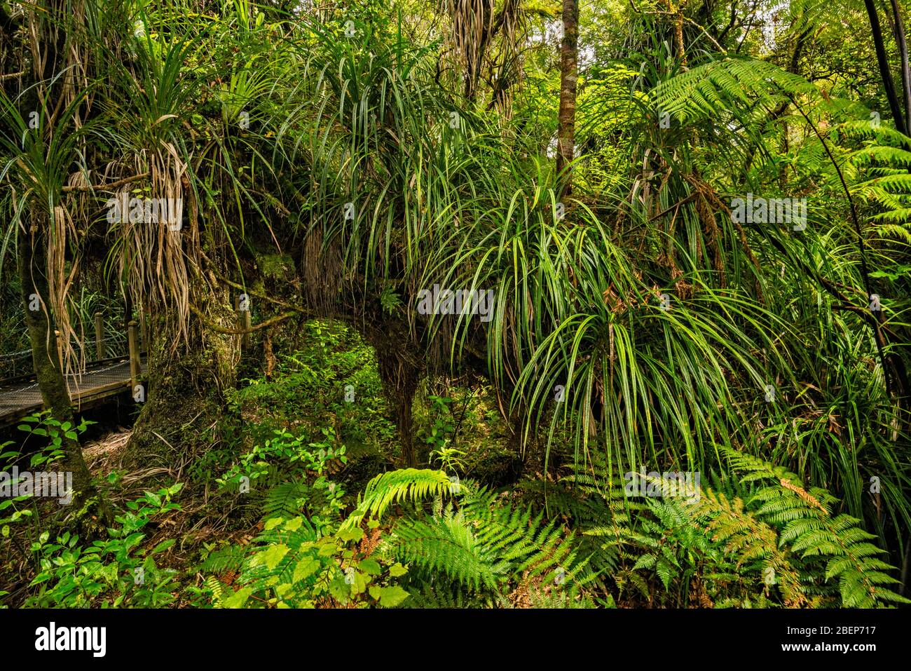 Waipoua Forest, Kauri Coast, Northland Region, Île du Nord, Nouvelle-Zélande Banque D'Images