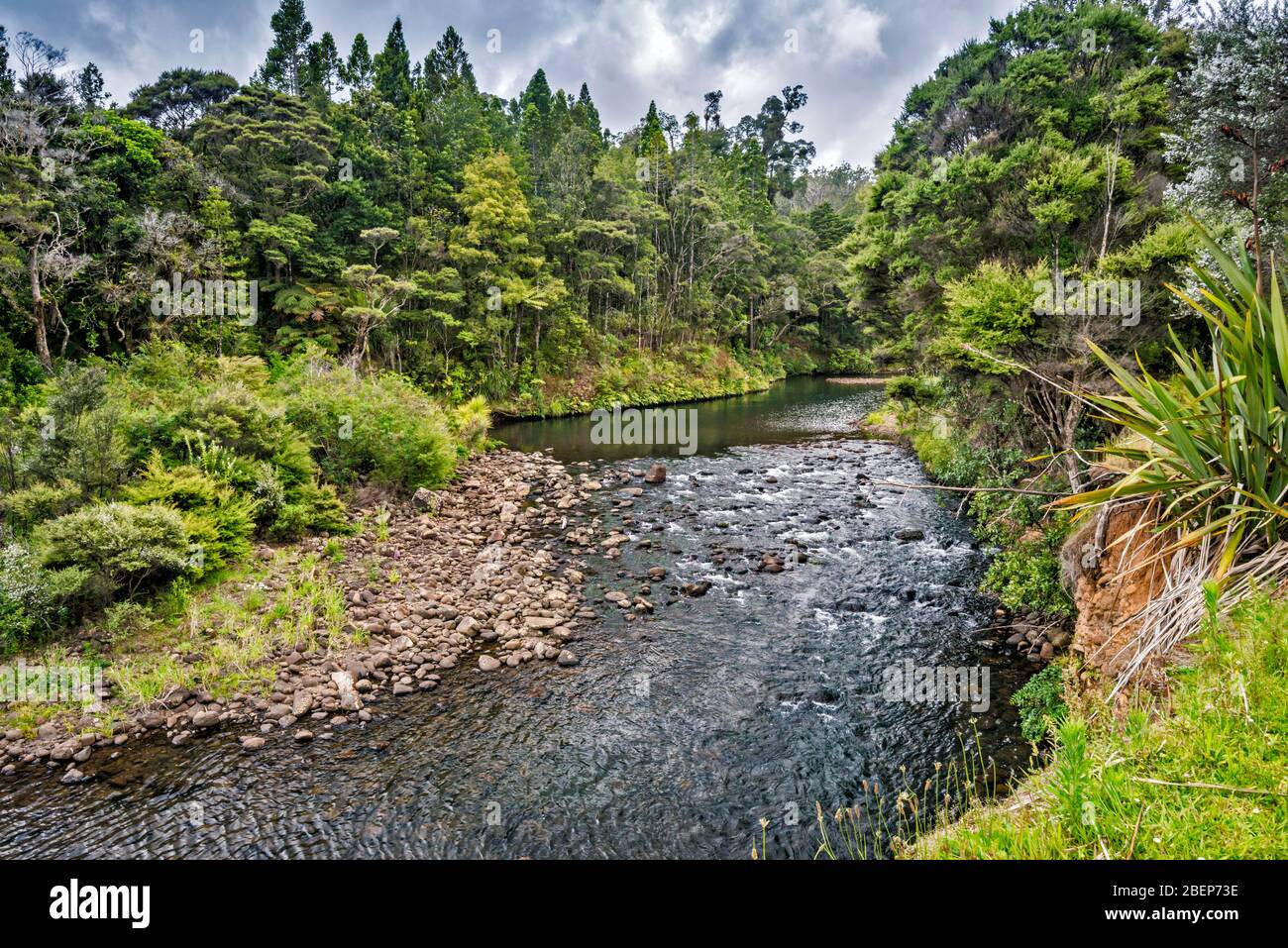 Waipoua River, Waipoua Forest, Kauri Coast, Northland Region, Île du Nord, Nouvelle-Zélande Banque D'Images