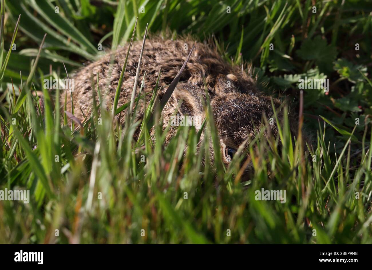 Le jeune lièvre Leveret Hiding a croupiré dans l'herbe avec juste un oeil Peeking dehors. Prise à Ringwood Royaume-Uni Banque D'Images