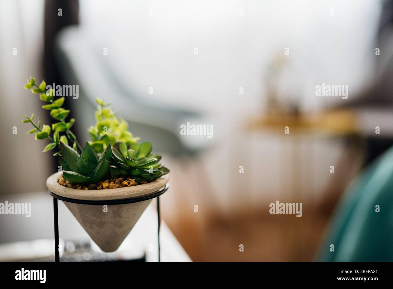 Mini usine de cactus succulent dans une petite casserole en béton.Décoration avec des succulants à l'intérieur.intérieur de la maison design, espace de vie confortable.Plan de maison de faible entretien Banque D'Images