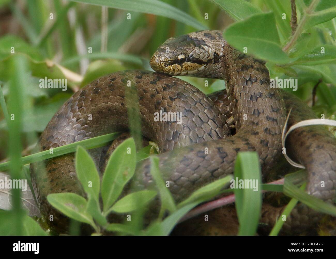 Très rare Royaume-Uni Snake lisse, Coronella austriaca, enroulé sur le sol dans le Grass.UK Banque D'Images