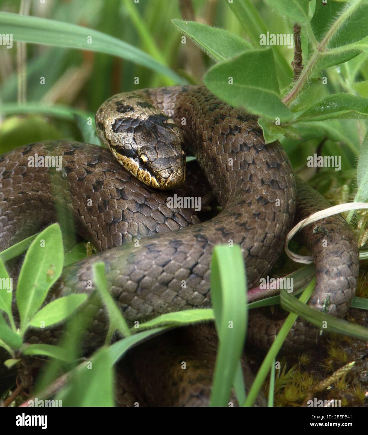 Photo à la tête d'UN serpent lisse britannique très rare, Coronella austriaca, enroulé sur le sol dans l'herbe. ROYAUME-UNI Banque D'Images