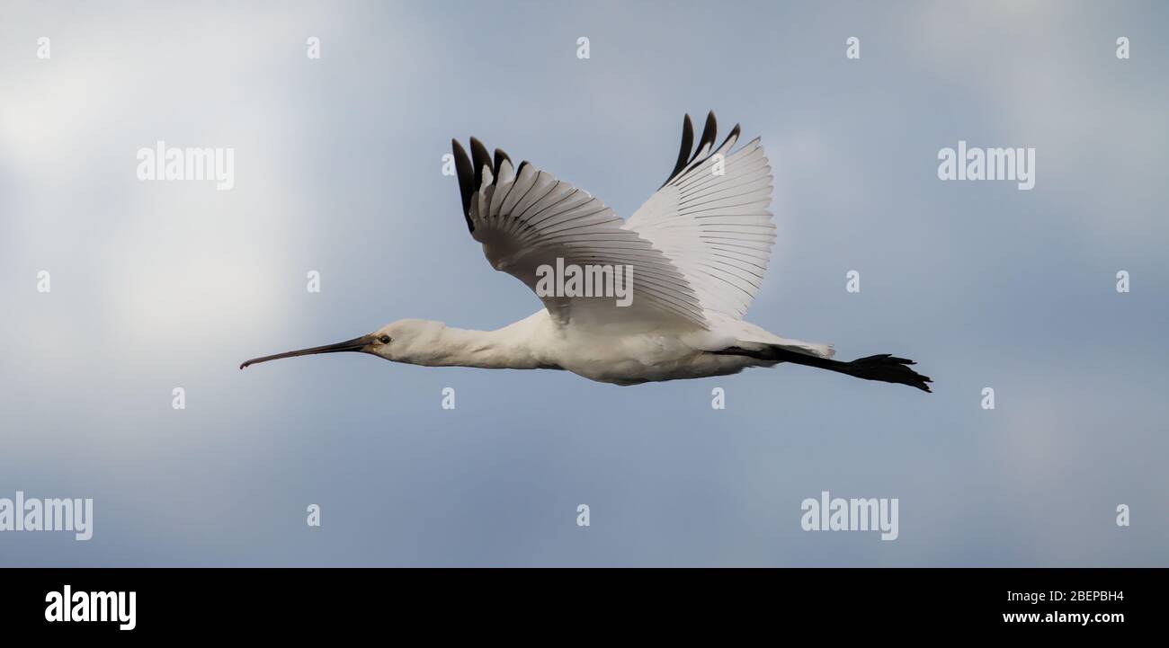 Gros plan sur une Spoonbill eurasienne, Platalea leucorodia, volant avec des ailes s'étirées contre un ciel nuageux. Prise à Keyhaven, Lymington Royaume-Uni Banque D'Images